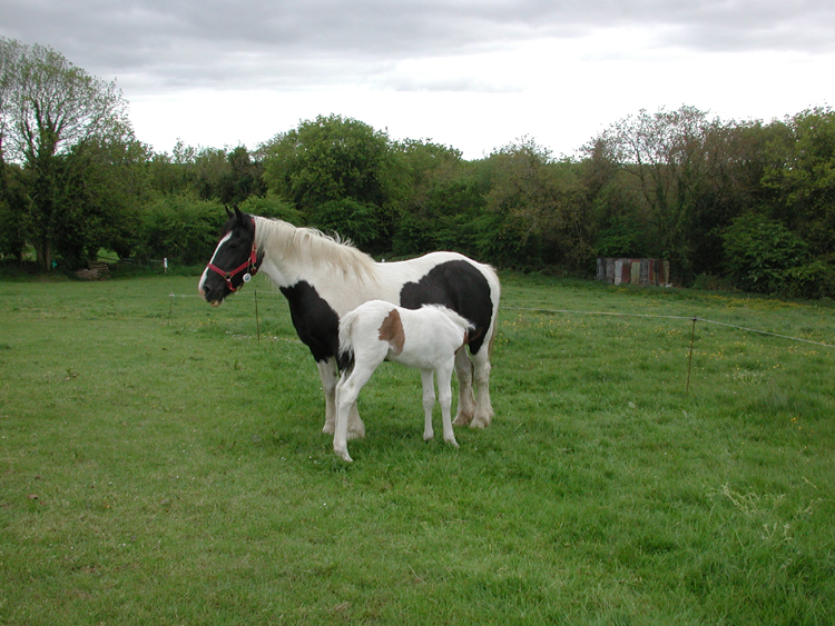 Mare and foal in Killowen 3.jpg 432.0K